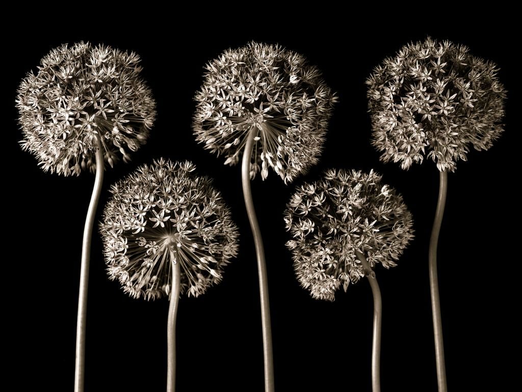 Alliums