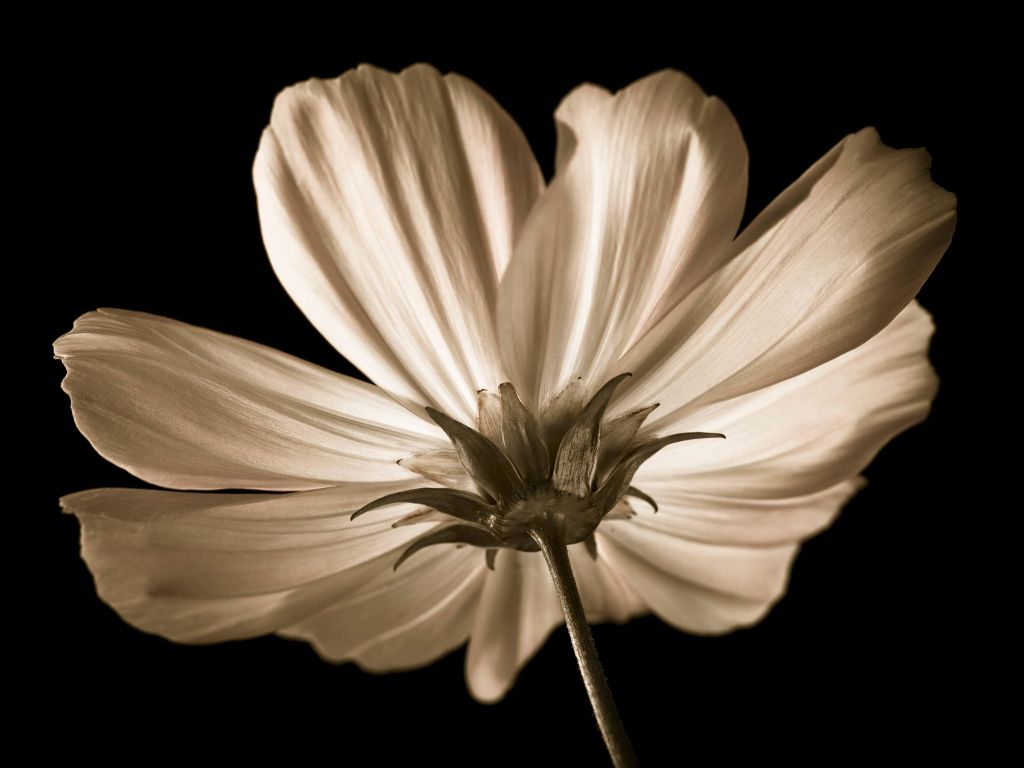 Cosmos flower from below