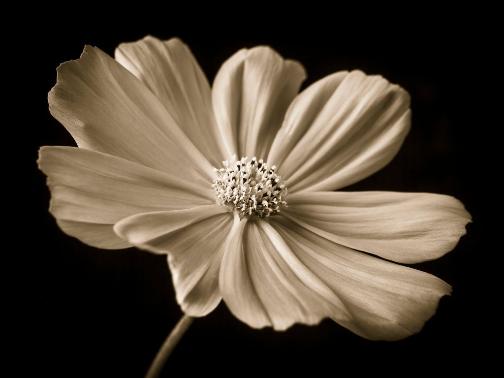 Cosmos flower