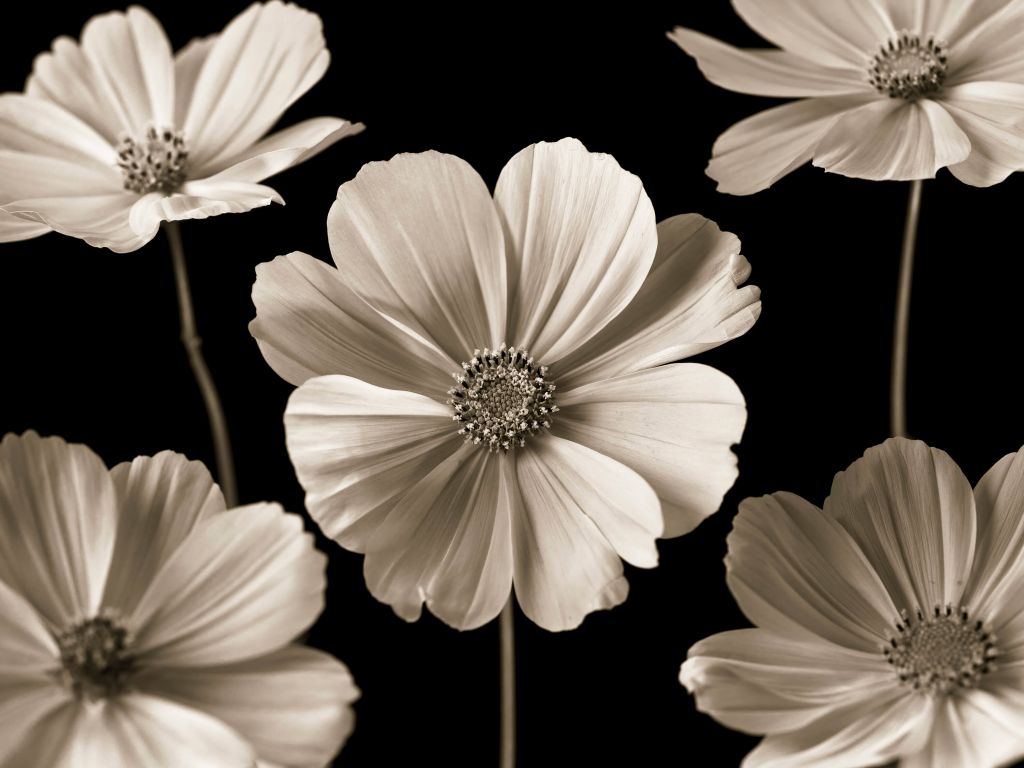 Multiple Cosmos flower