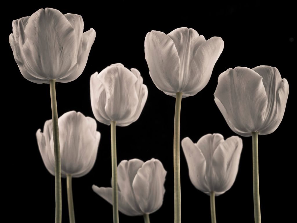 Different tulips