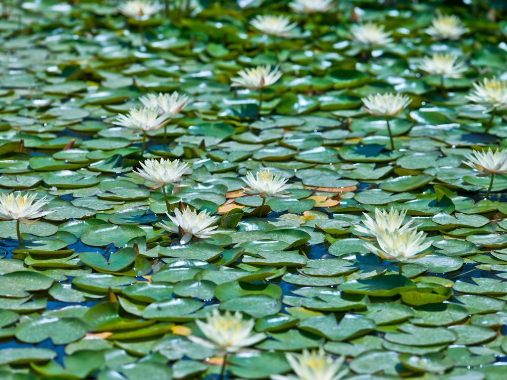 Water lilies