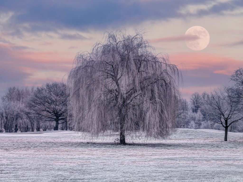 Tree covered with frost