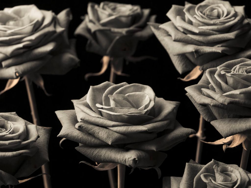 Sepia roses
