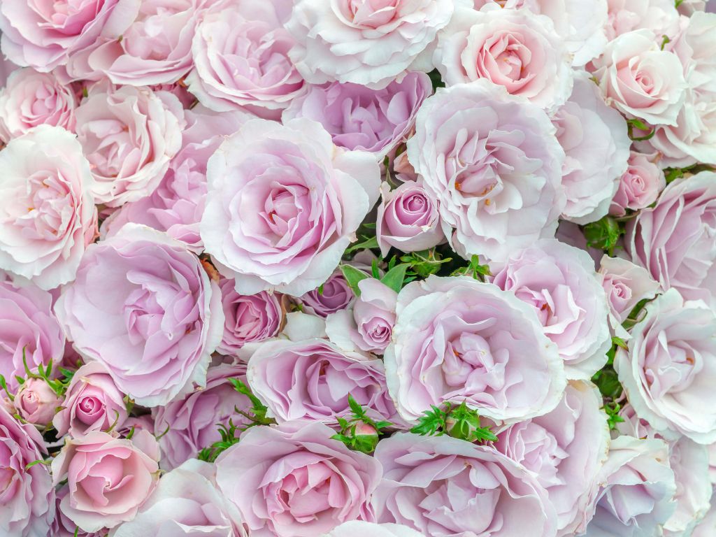 Colorful white and pink roses