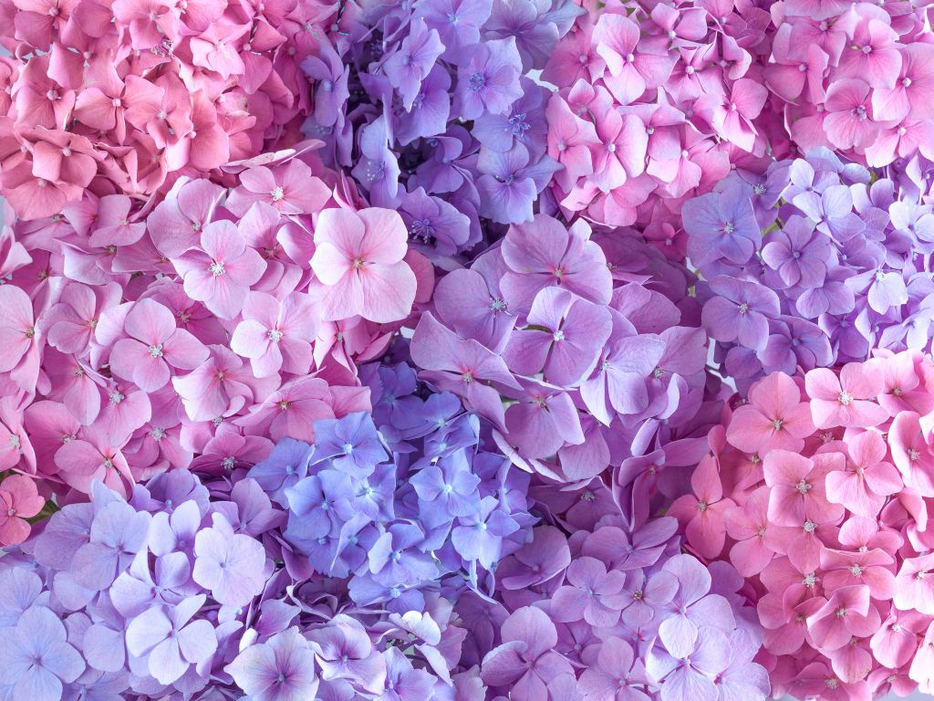 Colorful hydrangeas