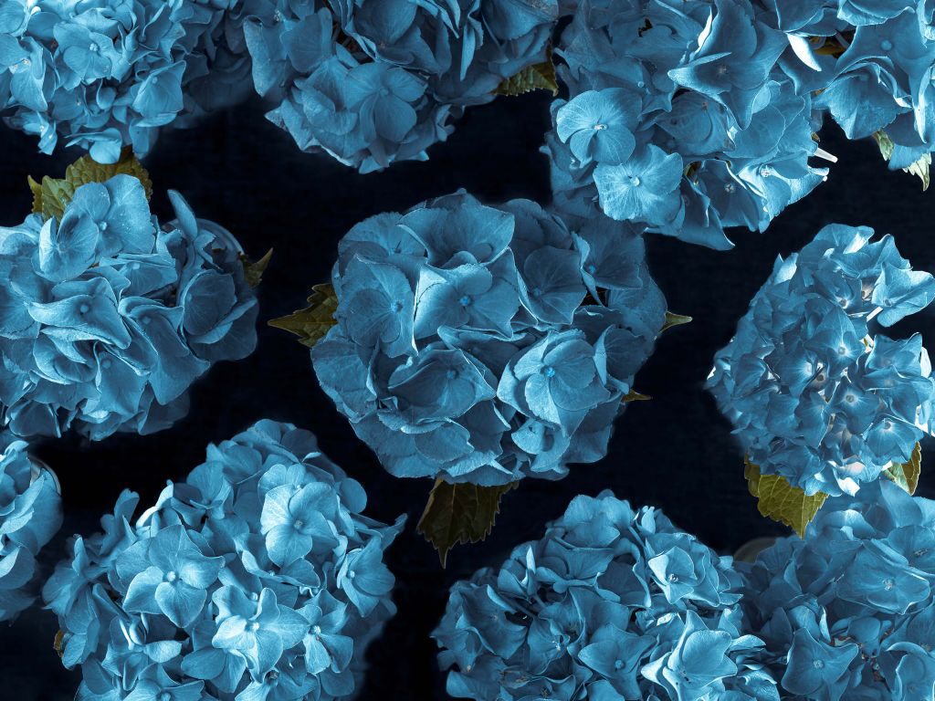 Blue hydrangeas