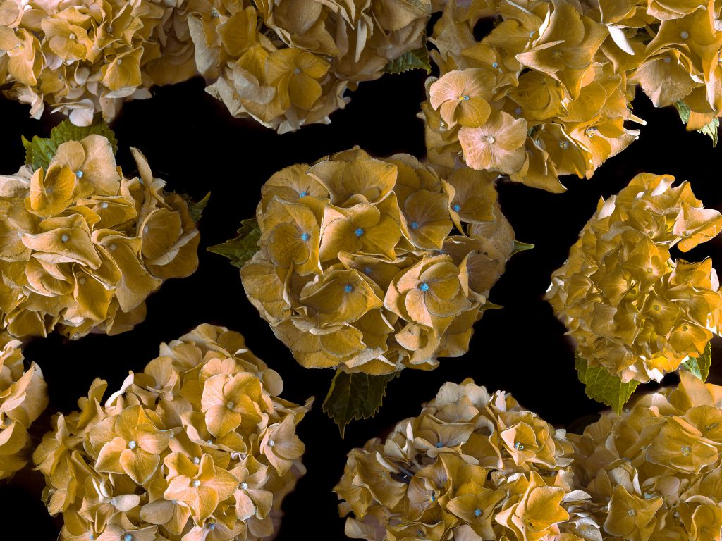 Hydrangeas