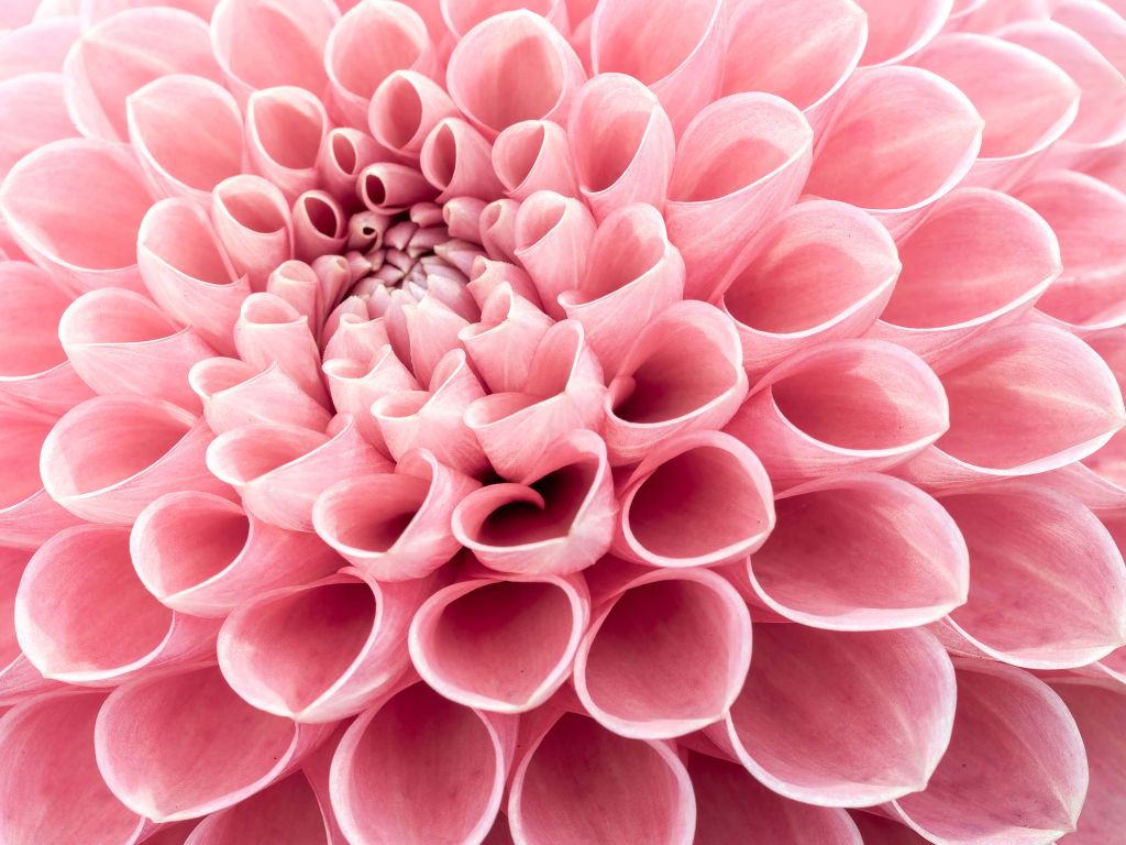 Pink dahlia