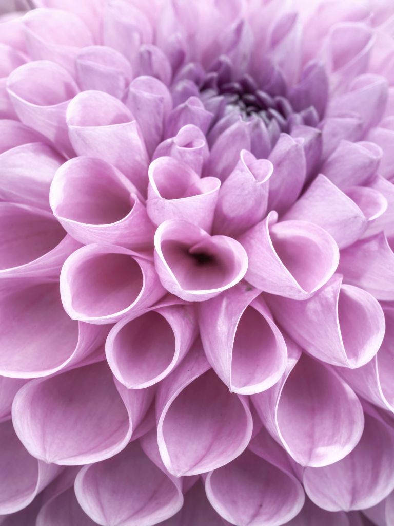 Purple dahlia