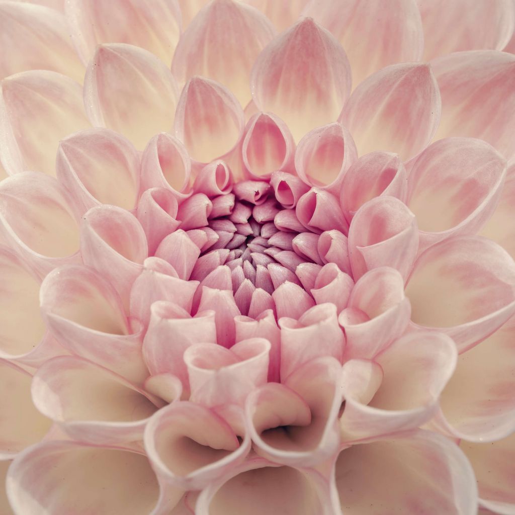 Dahlia close-up photo