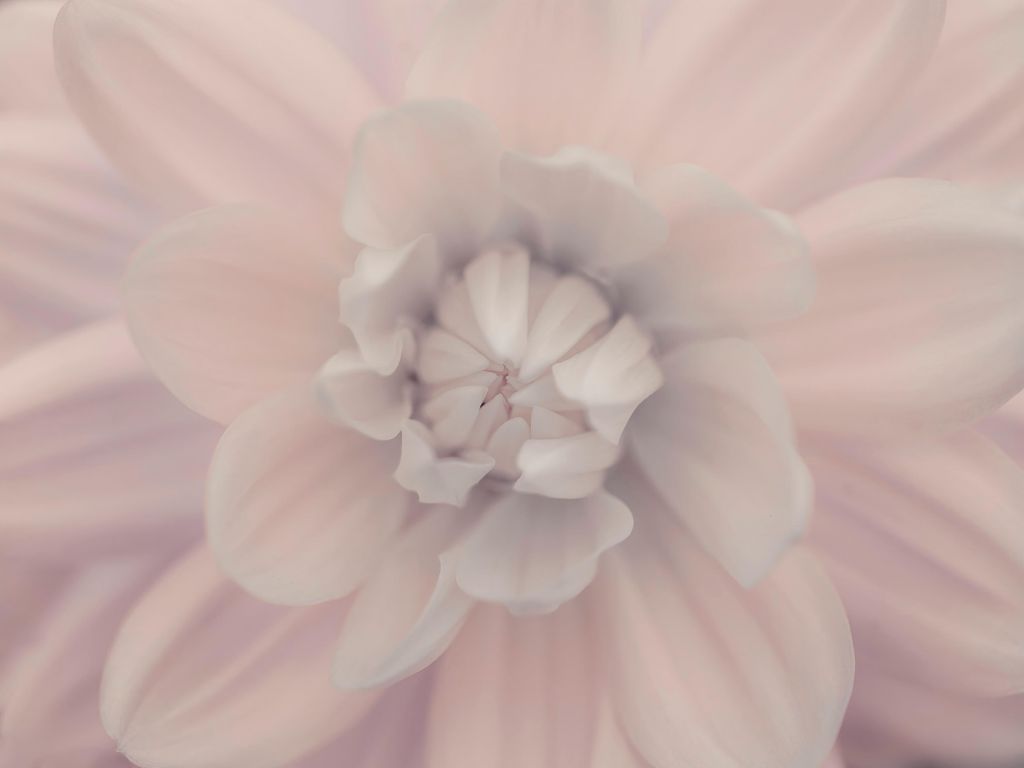 Pink dahlia flower