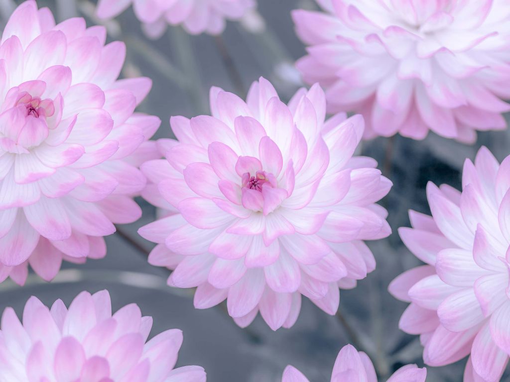 Dahlia flowers pink