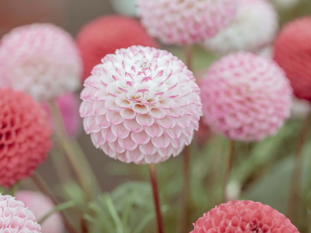 Pink dahlia flowers