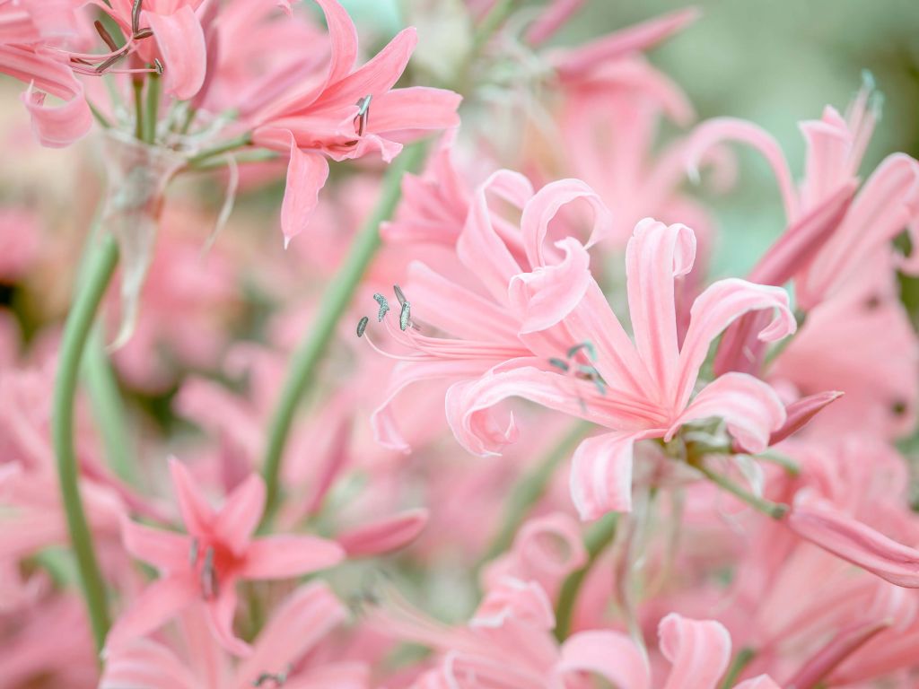 Nerine flowers