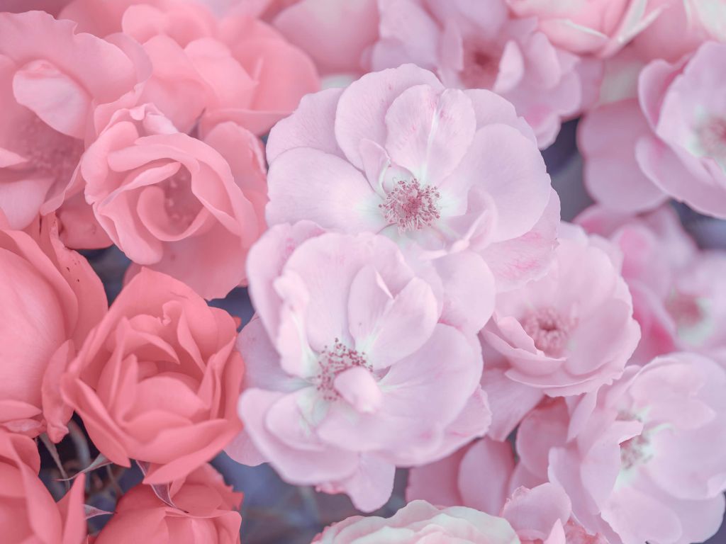 Pink clerical flowers