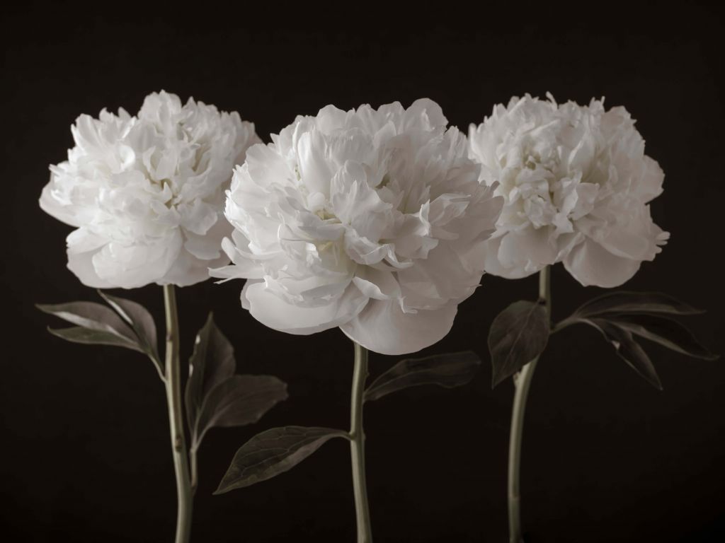 Three white peonies