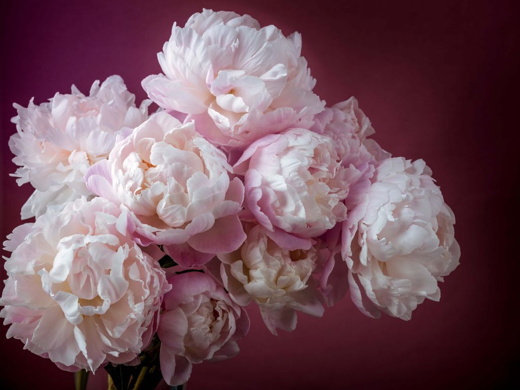 Bunch of pink peonies