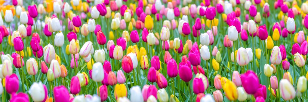 Colorful tulips in a field