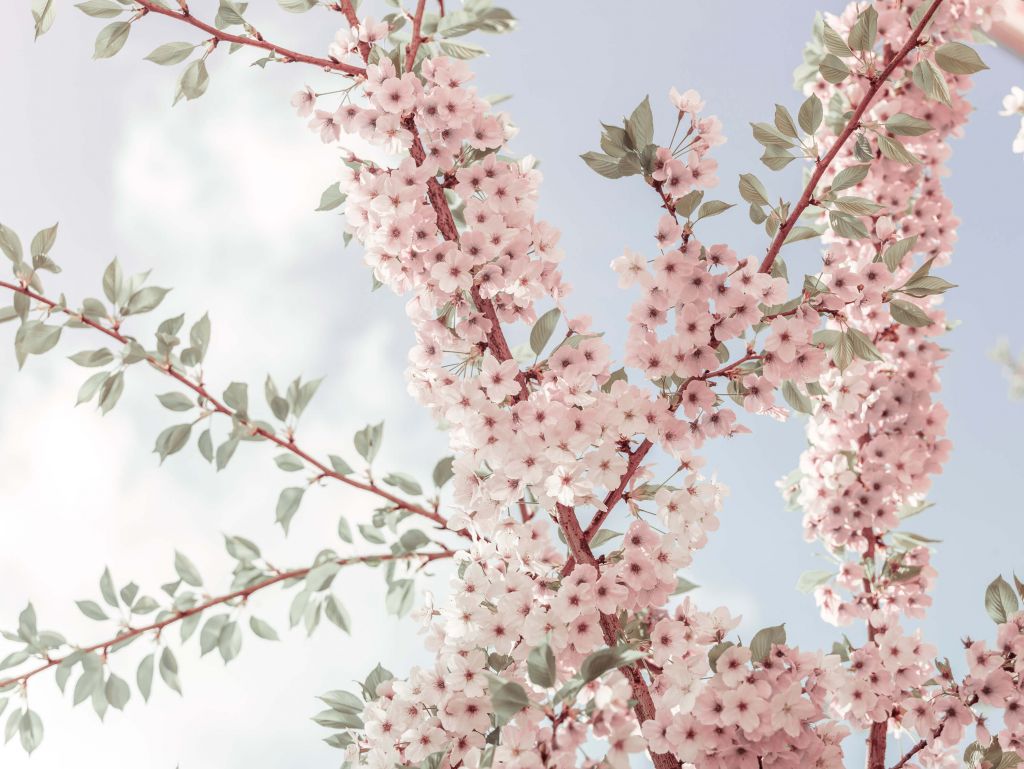 Blossom flowers from below