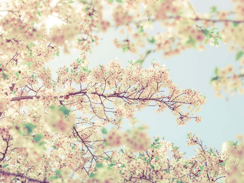 Blossom flowers with vintage look