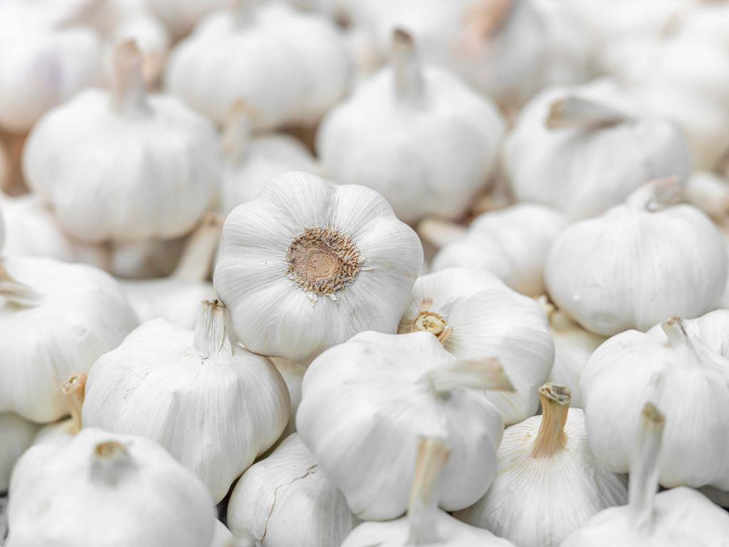 Close-up garlic
