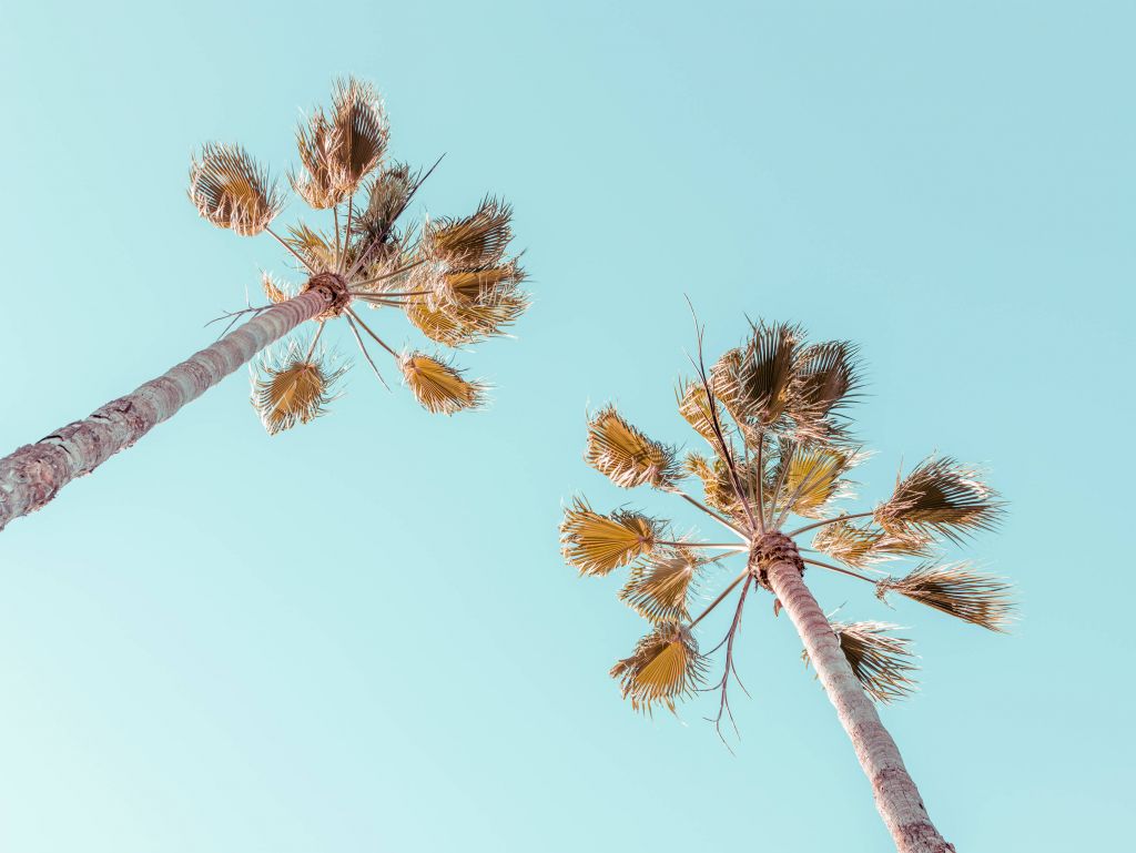 Palm trees with blue sky