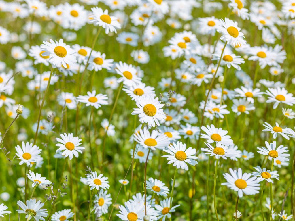 Daisies in a field