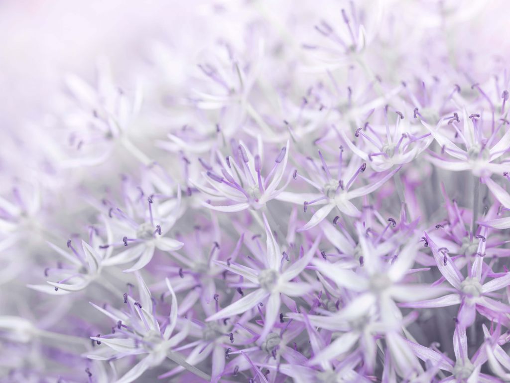 Allium flowers close-up