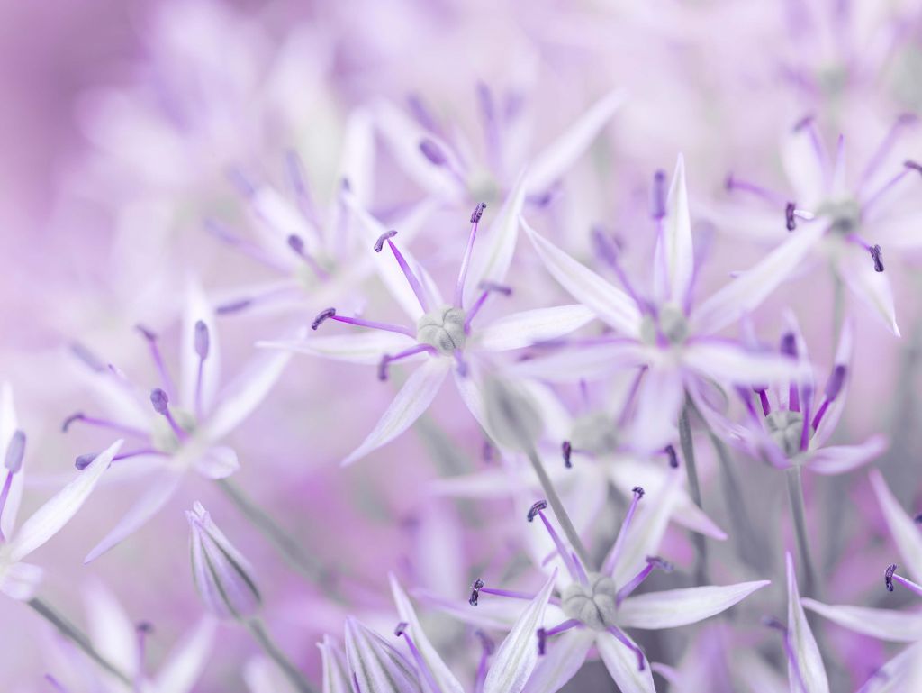 Close-up allium flowers