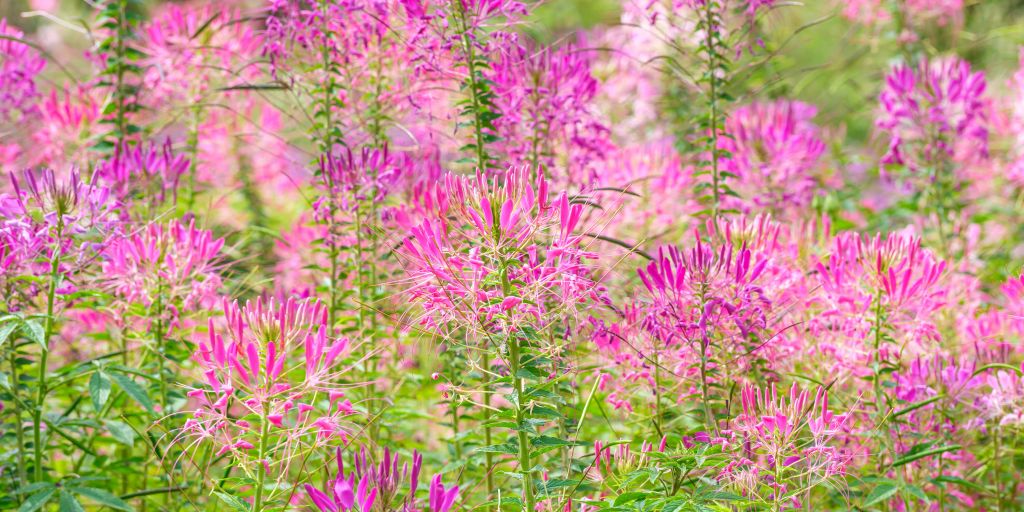 Cleome flowers