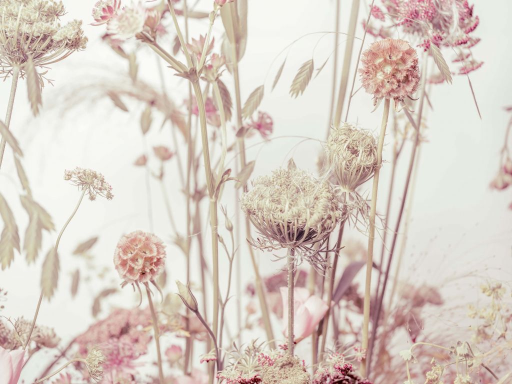 Meadow flowers