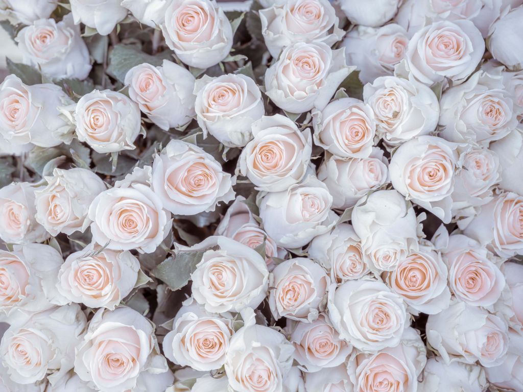 Light colored roses