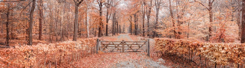 Passage to autumn forest