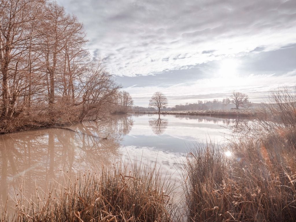 Pond in forest