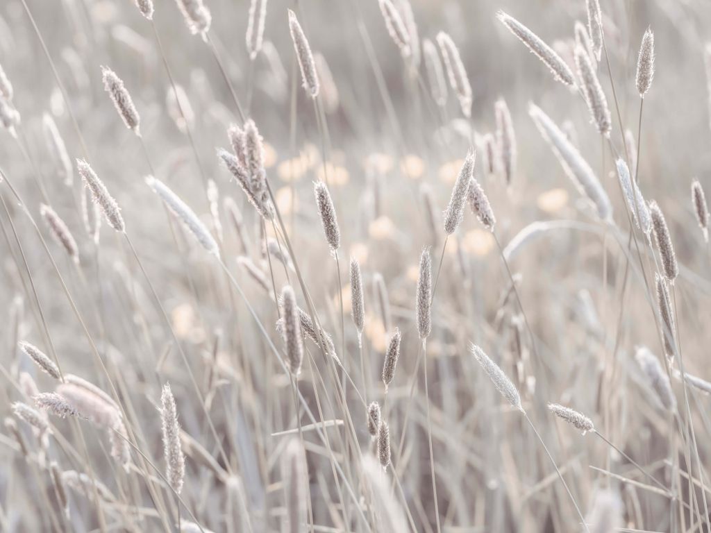 Close-up meadow