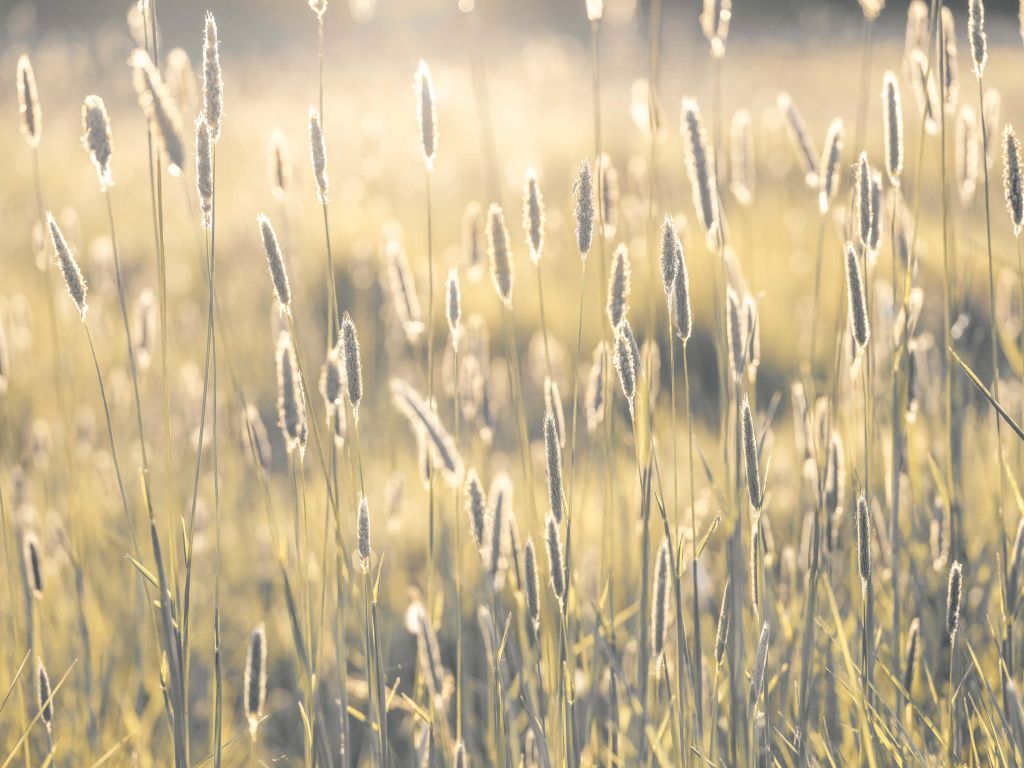 Summer meadow close-up