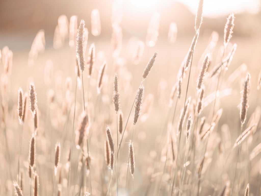 Sunlight through meadow