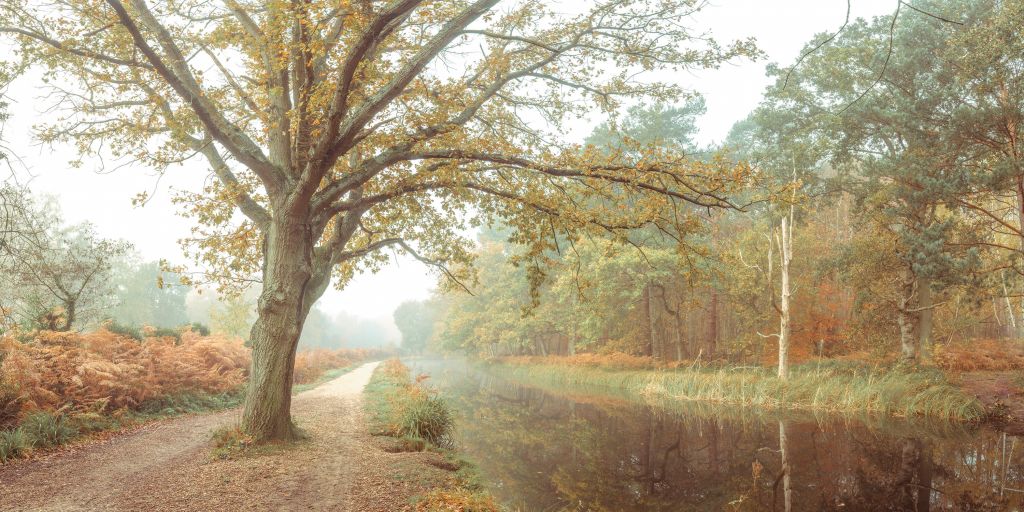 Lake in autumn forest