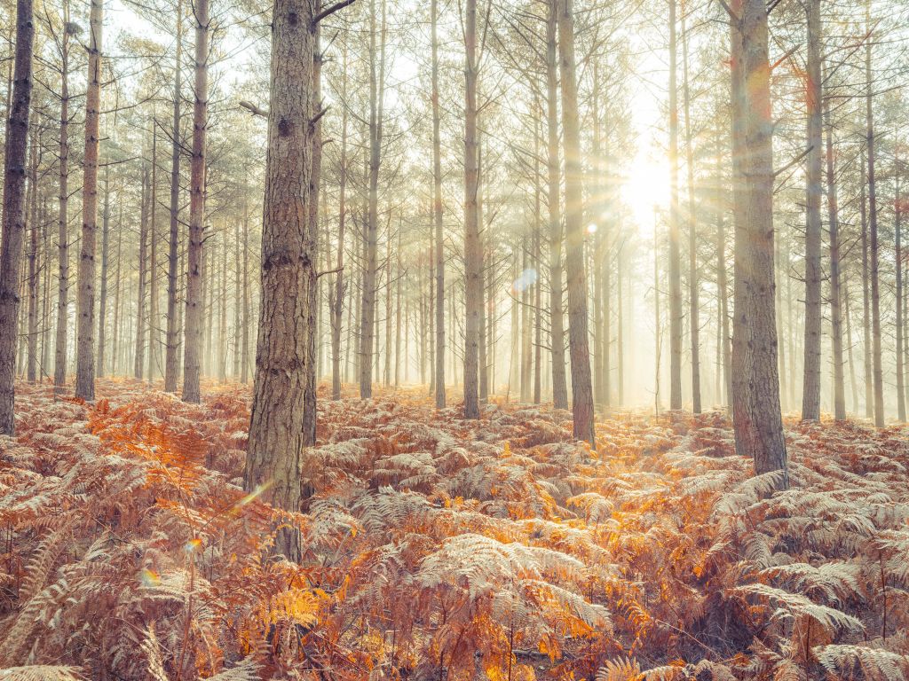 Sun rays through the cold trees