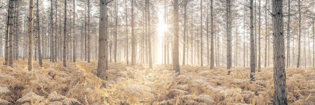 Sun rays in the cold forest