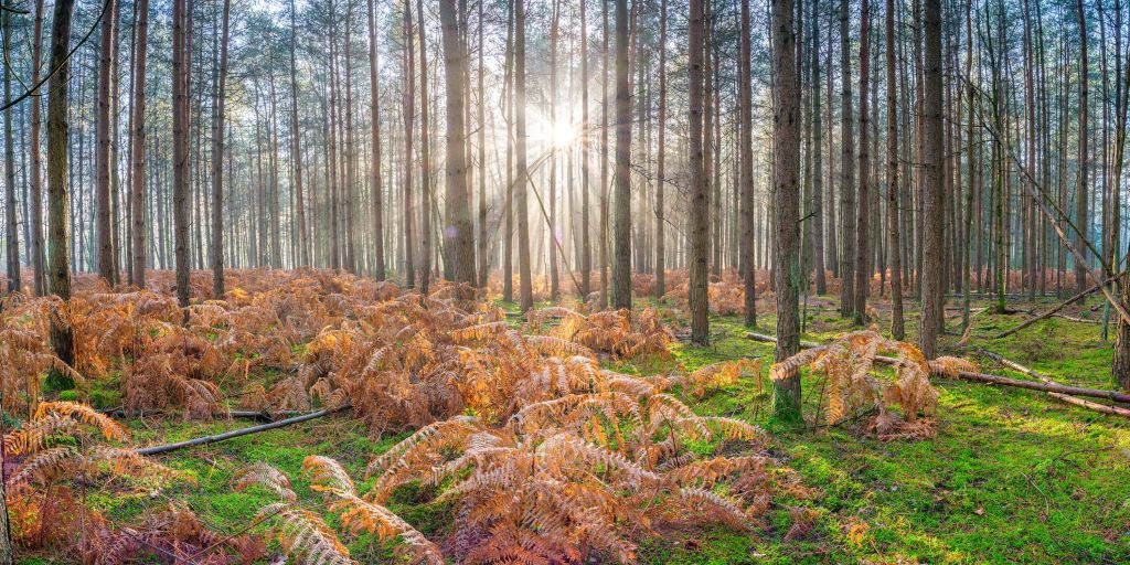 Forest during sunrise