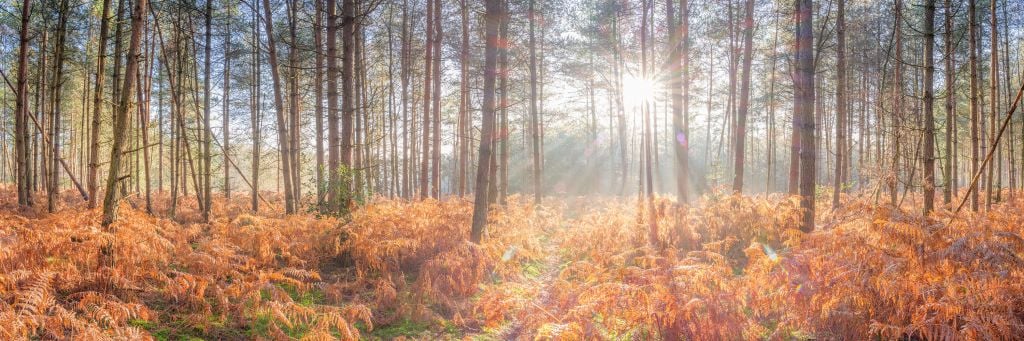 Sun rays through the forest