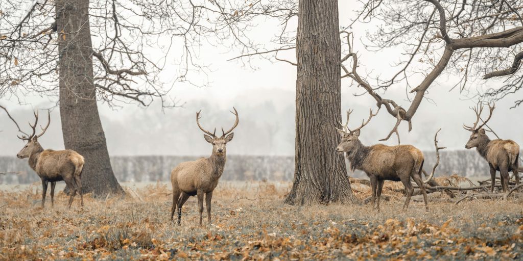 Group of deer in a field