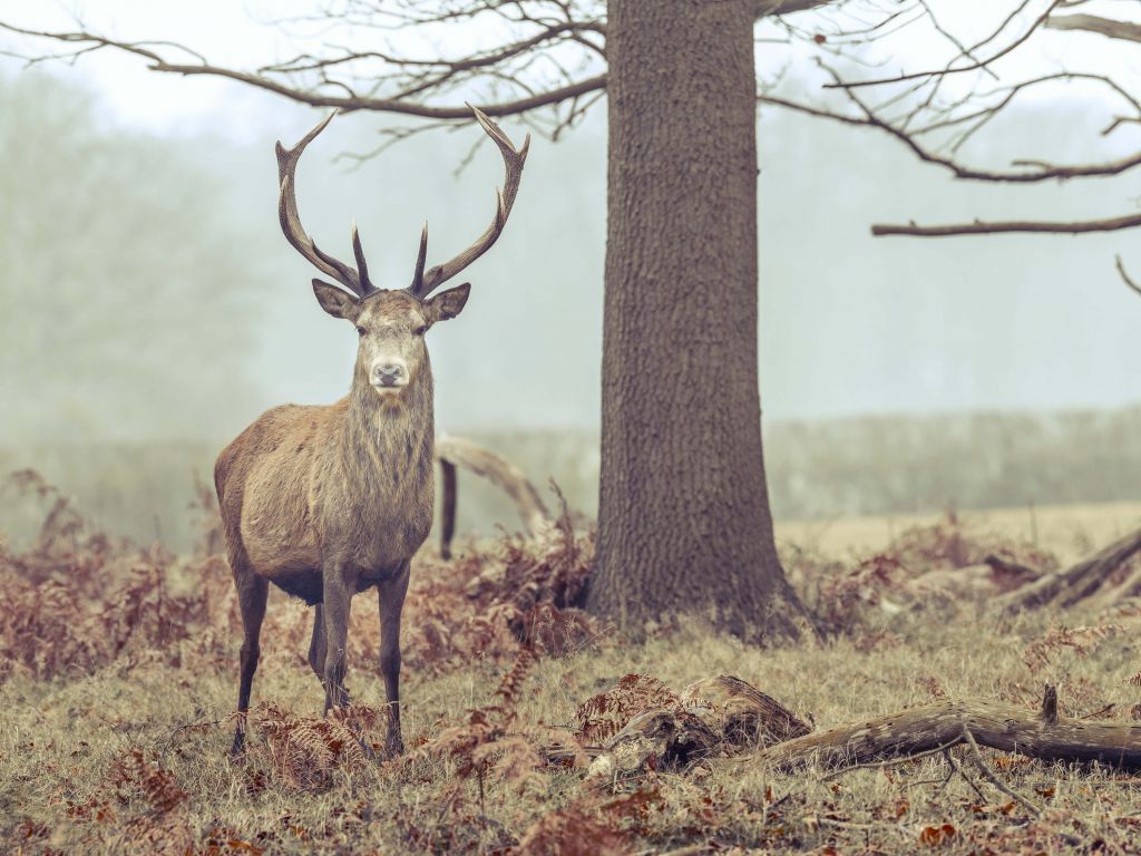 Deer next to a tree