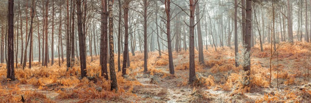 Forest during autumn