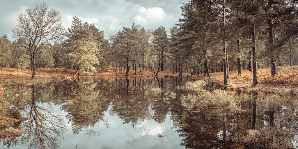 Trees next to a lake