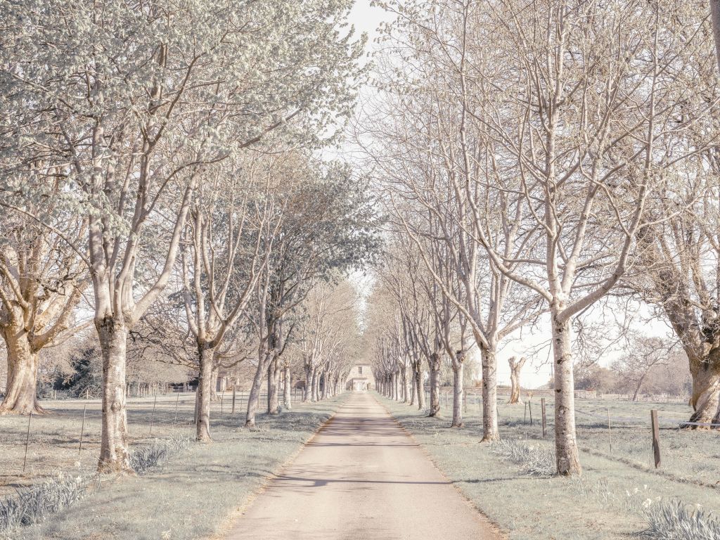 Path between the trees