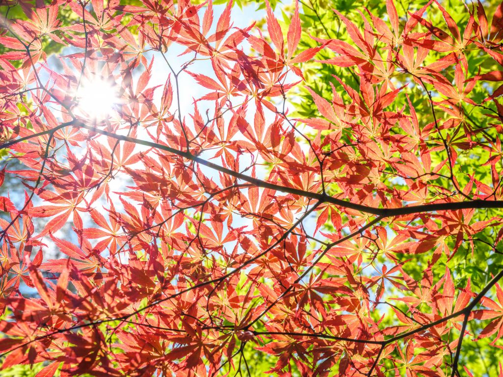 Red autumn leaves