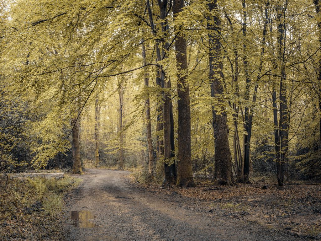 Path through the green forest